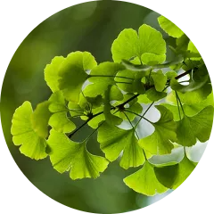 Ginkgo Biloba